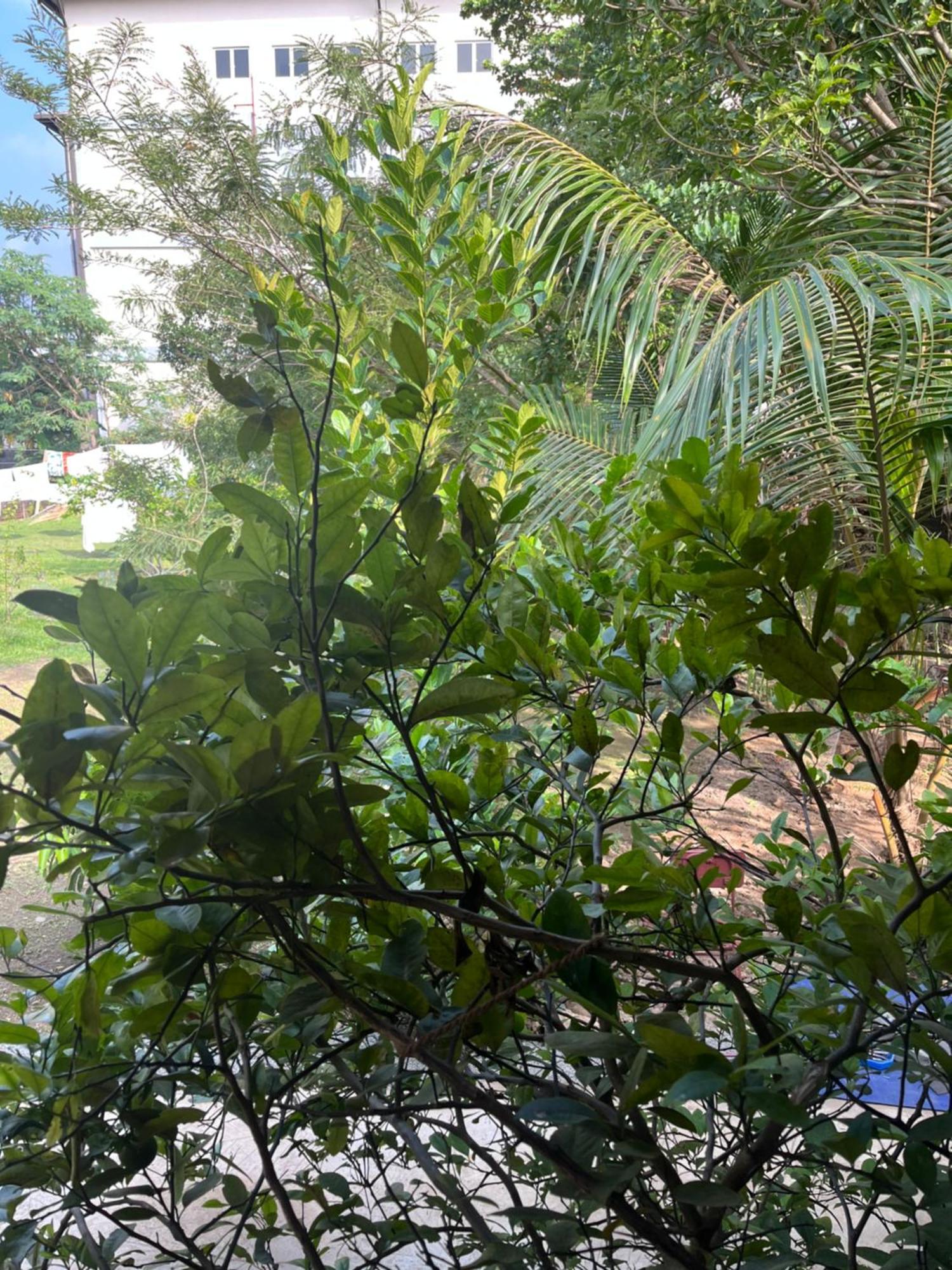 Tanty'S Hostel Galle Dış mekan fotoğraf